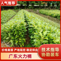 精品广东火力楠苗圃直发根系发达品质保证欢迎下单