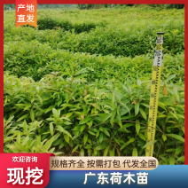 优选广东荷木木荷苗一手货源可视频看货欢迎下单