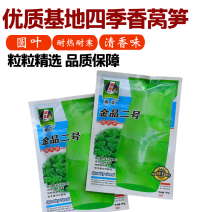 【夏季圆叶香莴笋种子】金品二号耐寒耐热高产嫩白皮绿肉春夏
