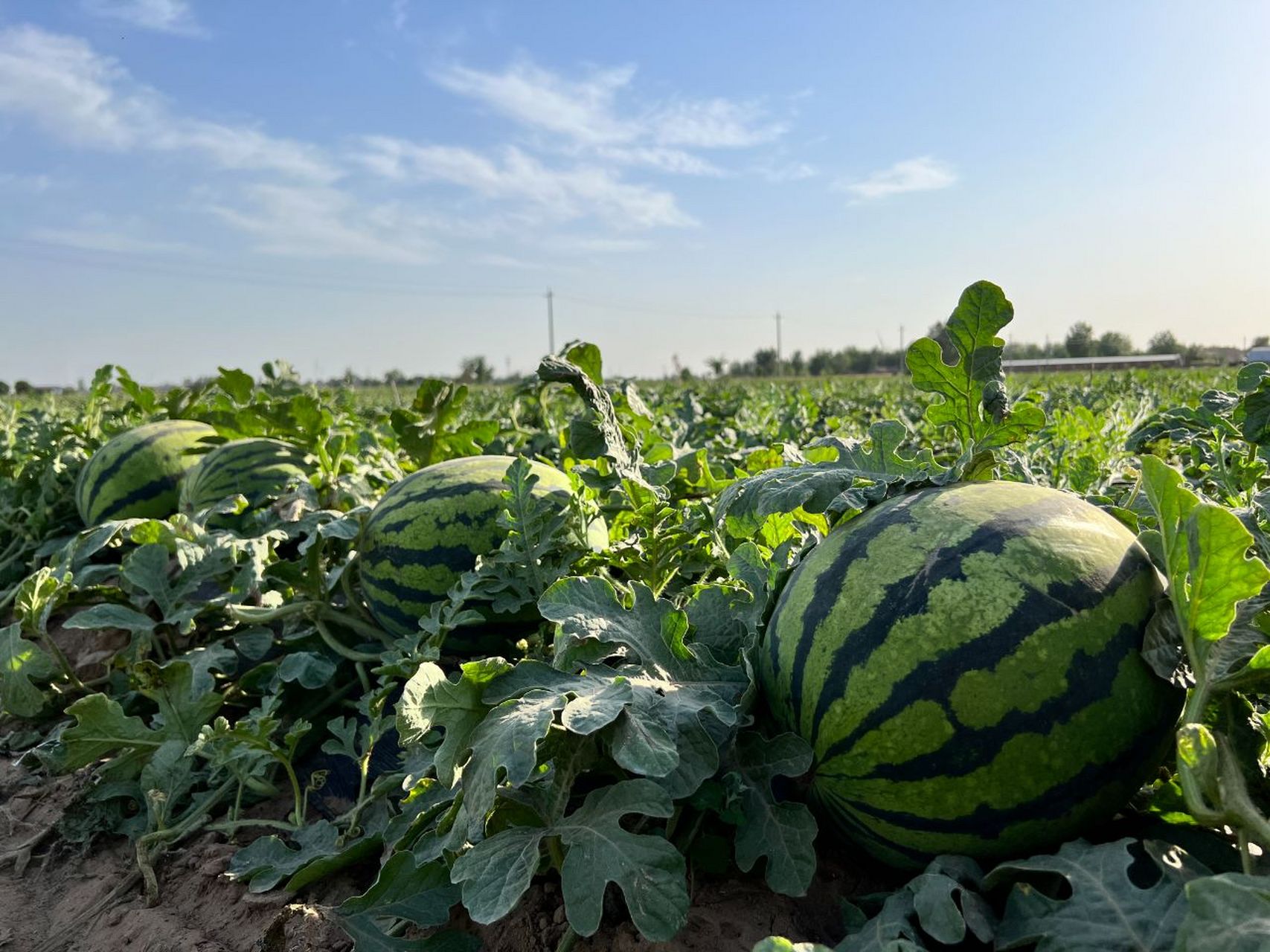 西瓜红田间种植