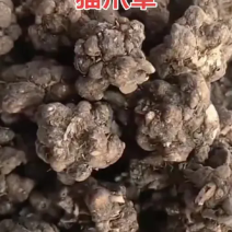 中药材猫爪草新货