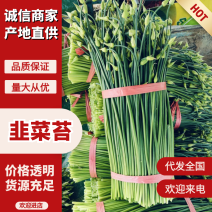 韭菜苔韮苔产地直销量大质优价格优惠一手货源欢迎咨询