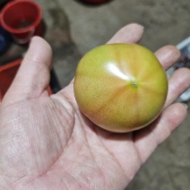 铁皮柿子基地直供精品柿子对接电商来电详谈