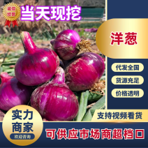 通许紫皮洋葱开封精品洋葱产地直发提供一条龙服务
