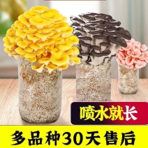 电商平菇专用蘑菇菌包菌种室内家庭