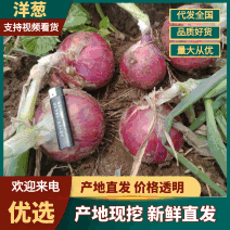 二红洋葱80以上个头大耐运输，耐库存欢迎全国各地老板订购