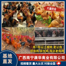 收购批发商，散养土鸡阉鸡老公鸡项母鸡淘汰老母鸡等