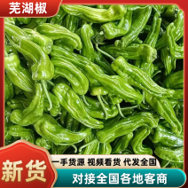 【实力】芜湖椒山东鲜辣椒，大量供应，全国可发欢迎来电