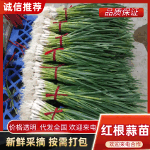 甘肃临洮一点红蒜苗，货源充足大量供应，可视频看货欢迎联系