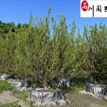 橘子树基地直供桔子树批发10-20公分桔子树价格表