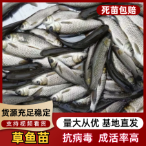抗病毒草鱼苗，成品草鱼，各种鱼苗成品鱼淡水养殖