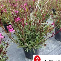 千鸟花基地直销成都千鸟花杯苗批发花期长量大价优