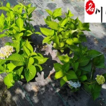 成都绣球花八仙花批发绣球苗圃基地直供绣球杯苗盆苗价格