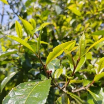 [牛]云南古茶树大树茶大量供应，品质保障价格可谈