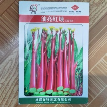 油亮红烛红菜苔种子侧苔抽生快颜色亮红抽苔多