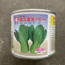 德高夏龙7号青梗菜种子叶色淡绿耐高温耐热耐湿