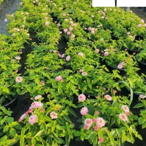 五色梅苗圃基地直供五色梅马缨丹杯苗批发花境花坛花卉