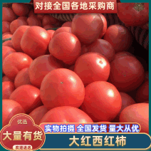 山东西红柿聊城硬粉西红柿沙瓤西红柿商超配货代发全国