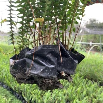 四川肾蕨草基地直销肾蕨杯苗工程苗批发货源稳定量大从优