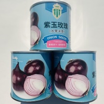 紫玉水果洋葱种子紫皮洋葱种子辣味少有甜味耐寒