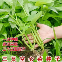 三叉大梗空心菜种子1斤大叶空心菜种籽旱地水地栽培农户