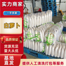 白萝卜湖北萝卜产地一手货源对接全国商超市场等