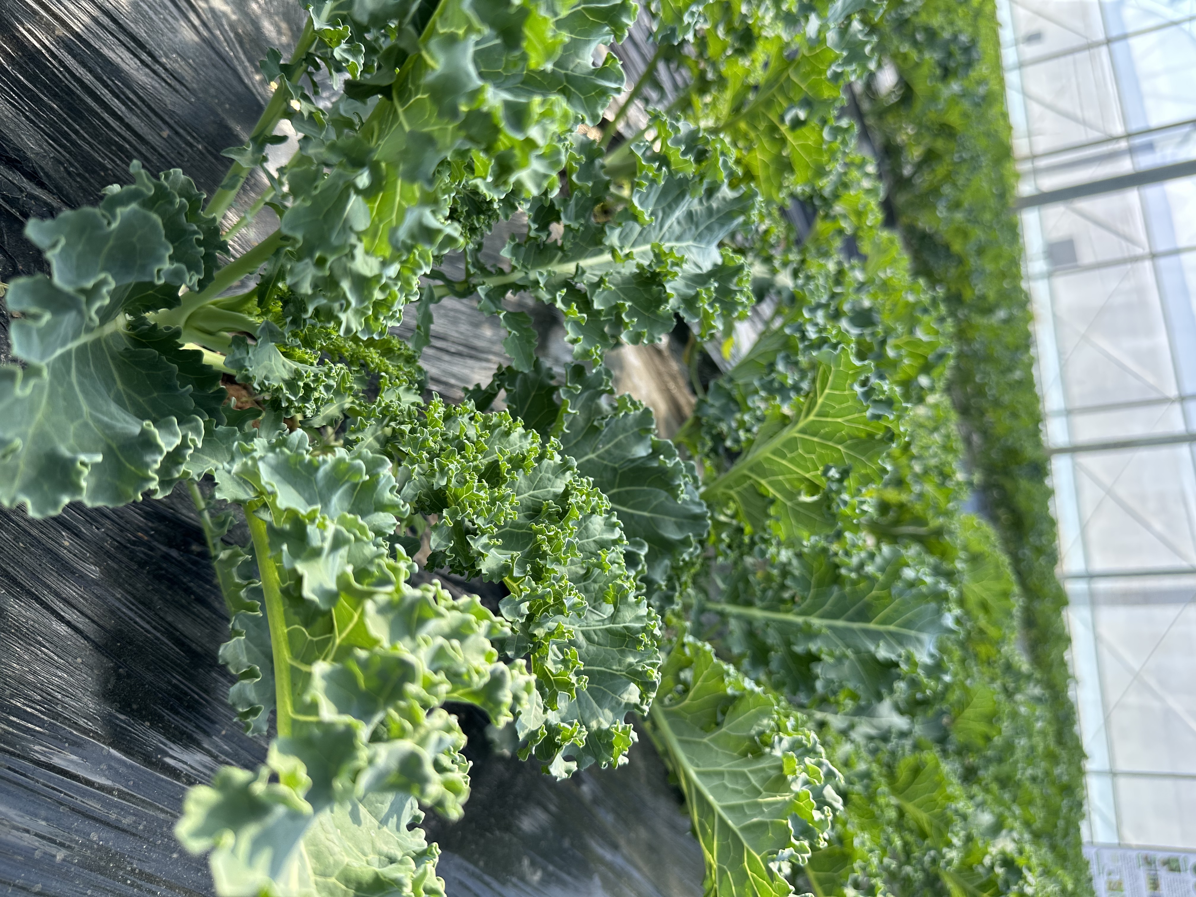 羽衣甘蓝在不同气候区的种植时间分布图