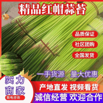 红帽蒜苔质量优良清脆爽口存货充足保证常年供货对接电商商超