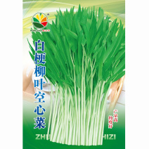 白梗柳叶空心菜种子白骨通心菜南北方种植大田基地
