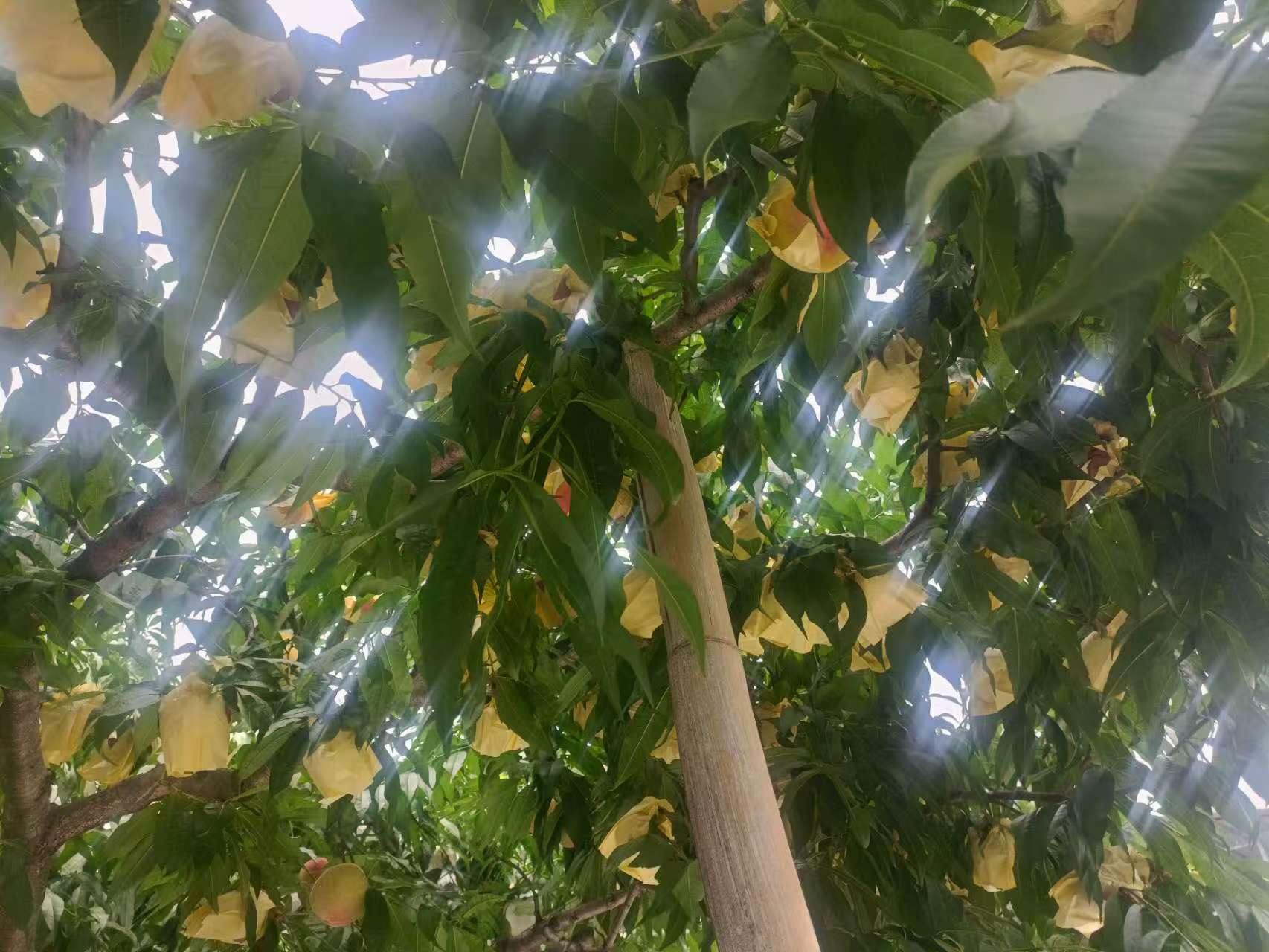 一片金秋红蜜桃果园中,果农正在为树上的桃子套上棕色双层纸袋,阳光透过树叶洒落,画面展现标准化田间管理场景,突出人工操作细节 金秋红蜜桃果园套袋管理现场