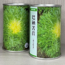 巴硒苦苣种子绿细叶苦菊菜种籽碎叶花叶鸟巢苦苣四季播蔬菜种