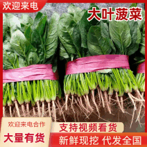 甘肃菠菜/大叶菠菜菠菜产地大量上货，对接全国商超欢迎来电