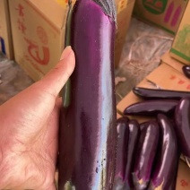 广西茄子精品烧烤茄子对接电商市场商超可视频看货