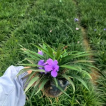 翠芦莉