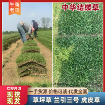 中华结缕草兰引三号现挖现发一手货源欢迎咨询