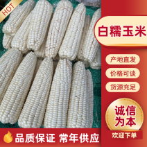 【实力供货】湖南白糯玉米玉米大量供应品质保证欢迎咨询