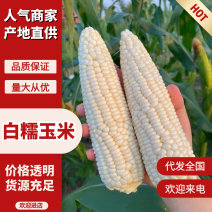 白糯玉米湖南白糯玉米货源充足量大从优供应全国各大市场