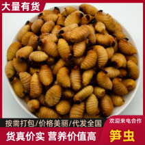 笋虫（竹笋虫）大量价优常年供货，活虫速冻品对接零售批发