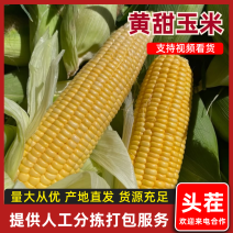 黄玉米湖南黄甜玉米大量供应品质保证代发全国