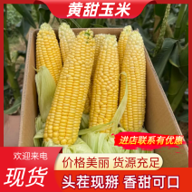 黄甜玉米湖南甜玉米货源充足基地直发提供一条龙服务