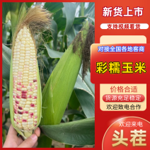 彩糯玉米湖南七彩糯甜玉米现摘现发对接全国市场电商