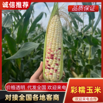 彩糯玉米精品七彩糯甜玉米基地直发供应市场电商商超