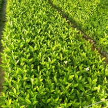 非洲茉莉各规格大量出售