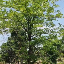 粉花山扁豆各规格大量供应