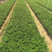 福建茶各规格大量低价出售