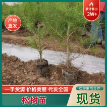 【松树苗】白松杯苗一米五起步大量销售提供技术