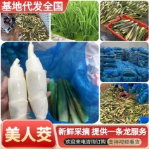 《美人茭》精品茭白大量有货一手货源可全国发货
