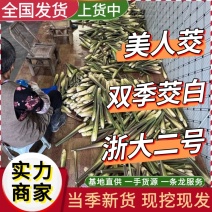 双季茭白宁波茭白新鲜货源价格美丽对接各大平台