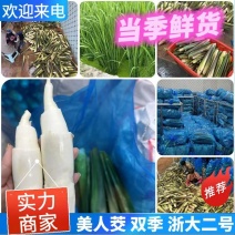 《推荐》美人茭基地直供自产自销一手货源全国发货中