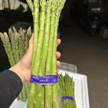芦笋基地直销，品质保证，价格优惠，实力商家，视频看货